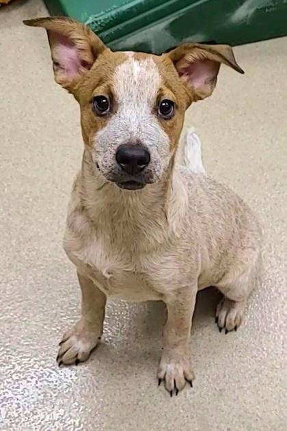 Cassidy, a Adoptable mixed breed in Phoenix, AZ image 1/2