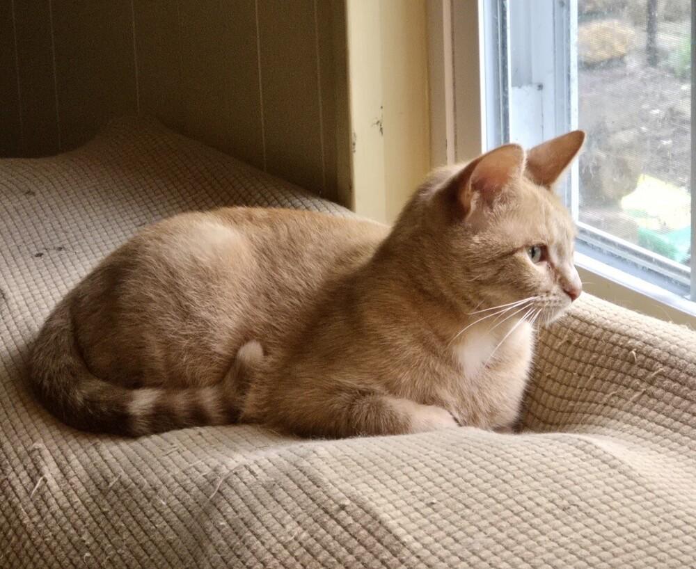 Gilly, Adoptable, Young Female Domestic Short Hair.