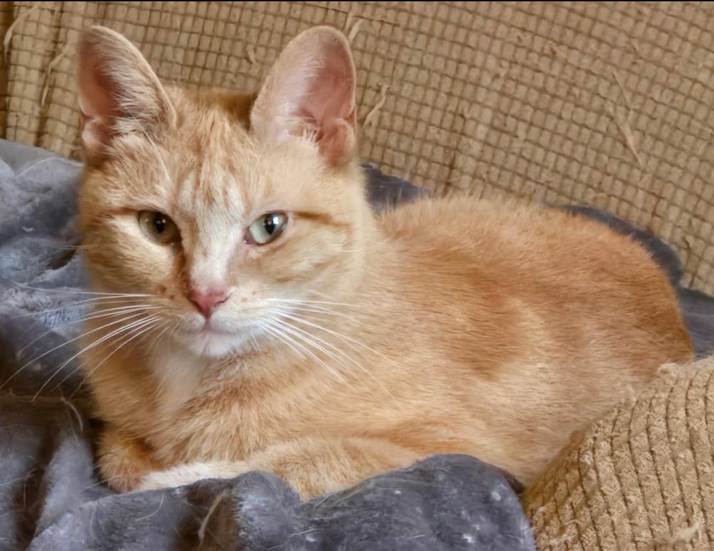 Enlarge Gilly, a Adoptable Domestic Short Hair in Little Rock, AR image 2/5