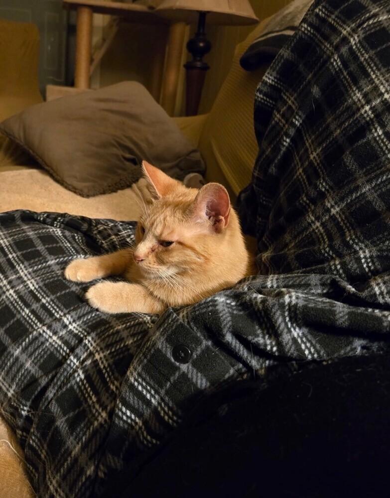 Enlarge Gilly, a Adoptable Domestic Short Hair in Little Rock, AR image 3/5