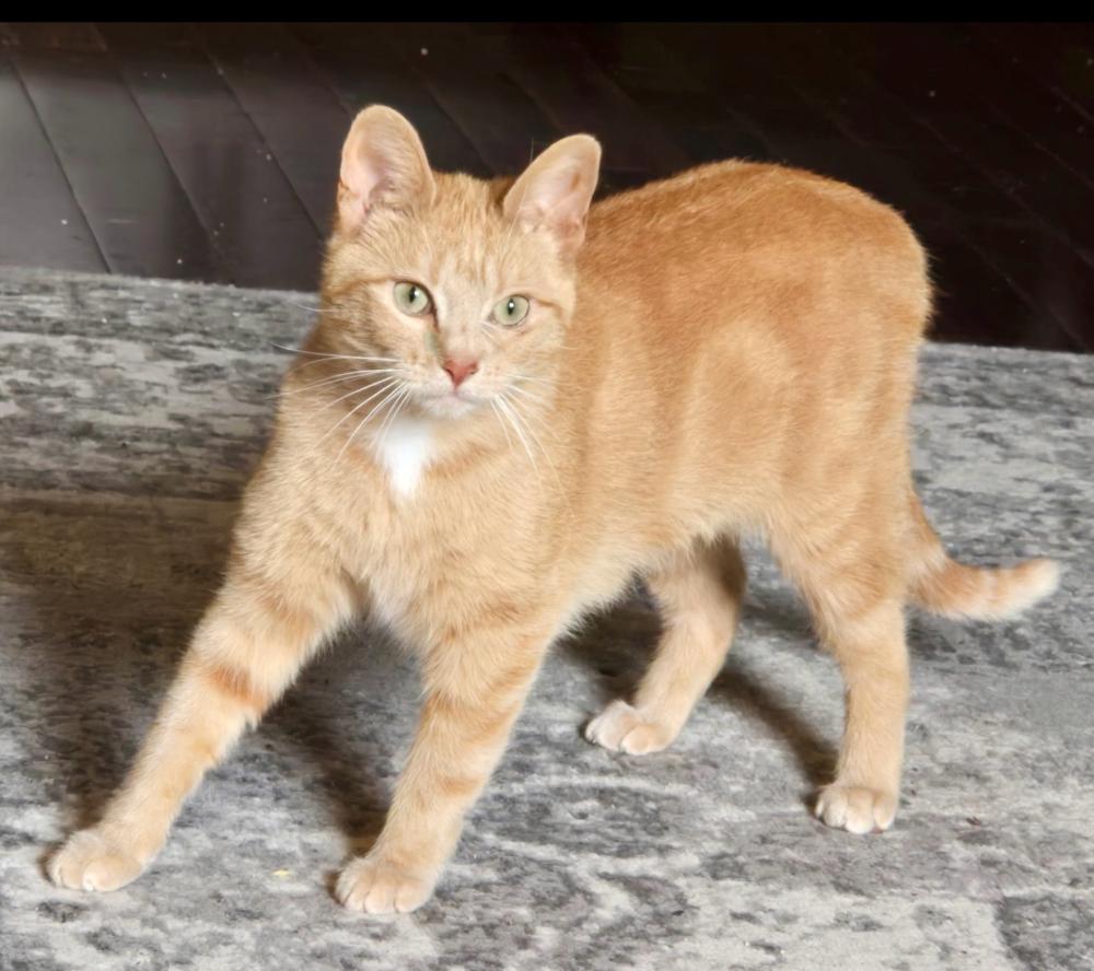Enlarge Gilly, a Adoptable Domestic Short Hair in Little Rock, AR image 4/5