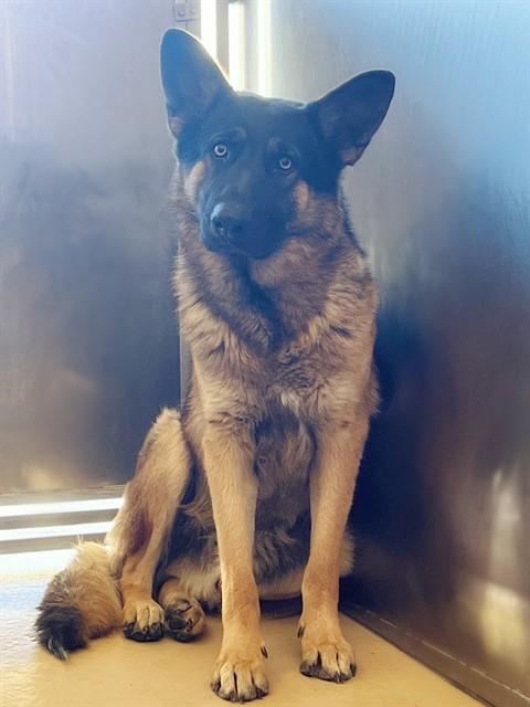 A1895418, Adoptable, Young Male German Shepherd Dog.
