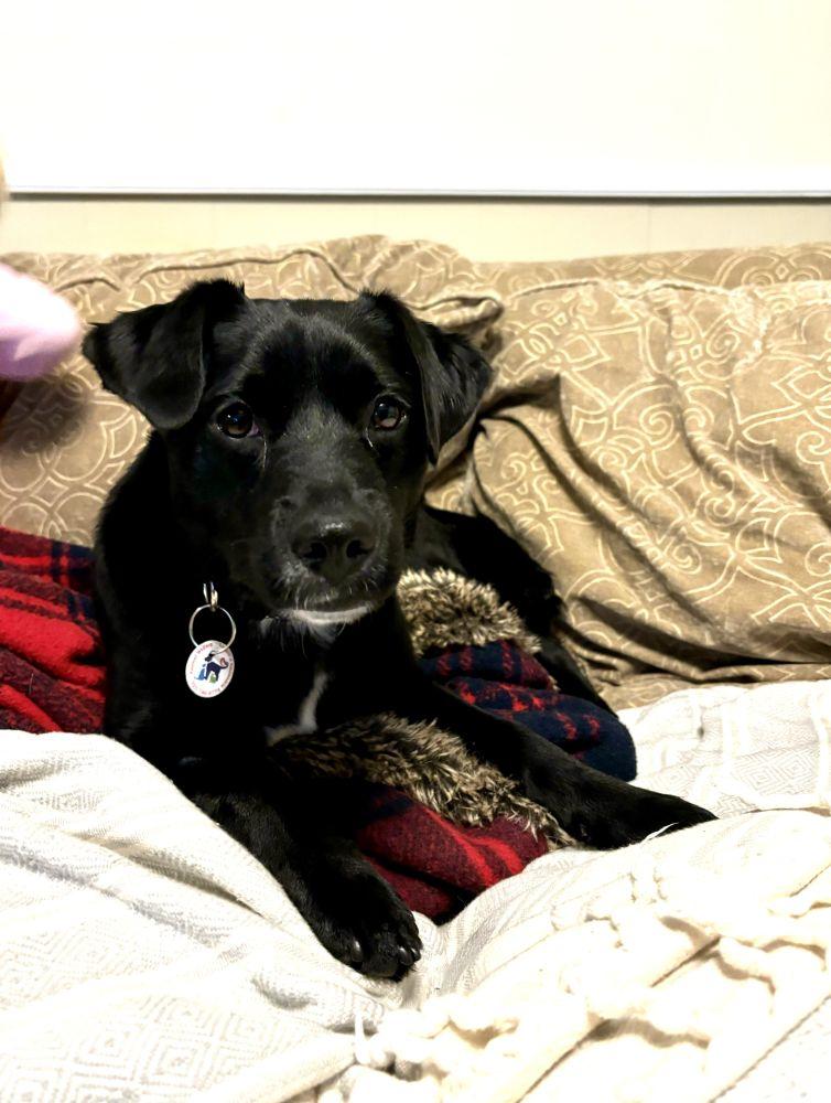 Bethany, Adoptable, Young Female Mixed Breed.