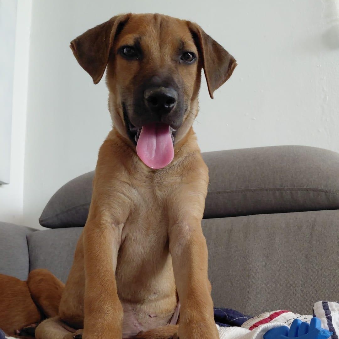 Enlarge Nico, a Adoptable Mixed Breed in Glen Rock, NJ image 2/4