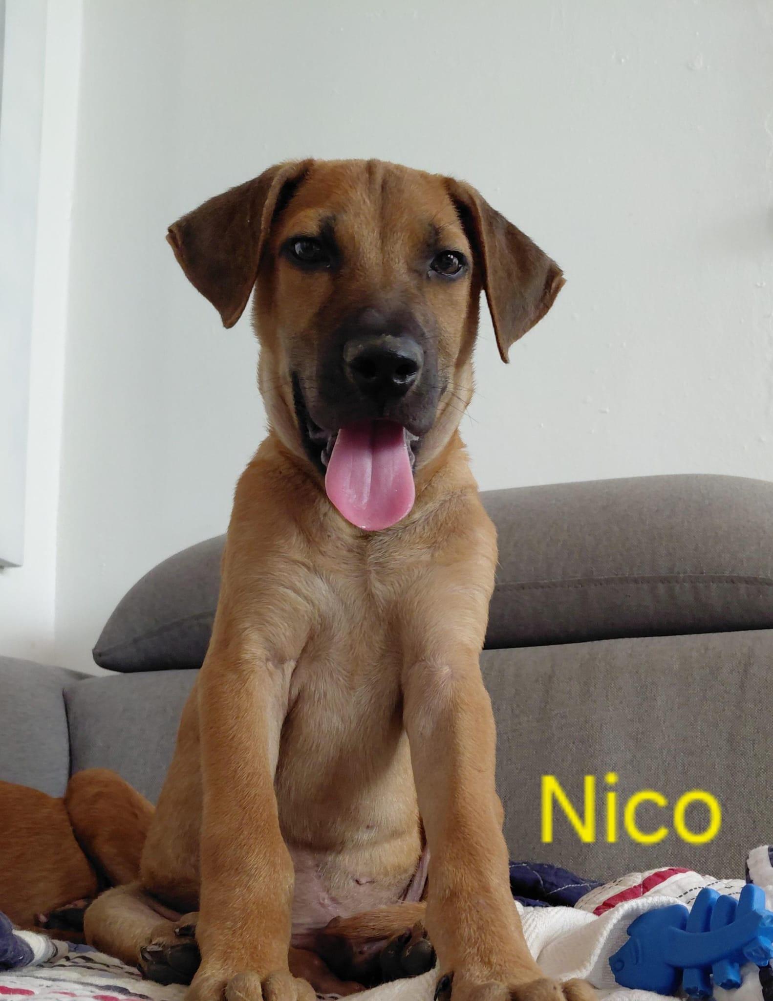 Nico, Adoptable, Puppy Male Mixed Breed.
