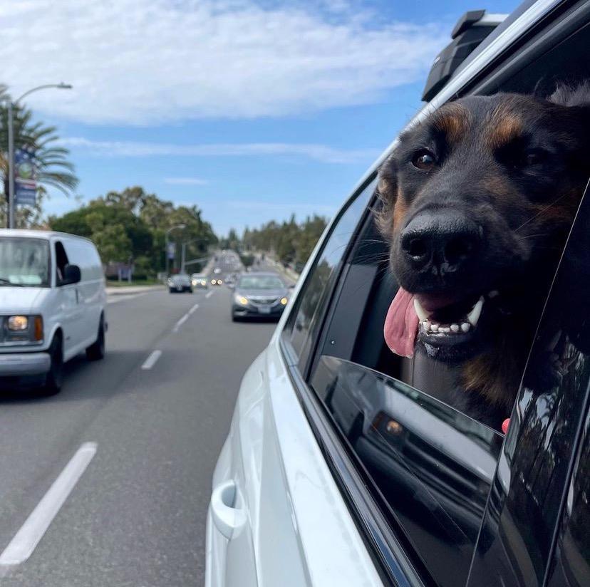 Daisy Ann - Foster or Adopt Me!, Adoptable, Adult Female German Shepherd Dog.