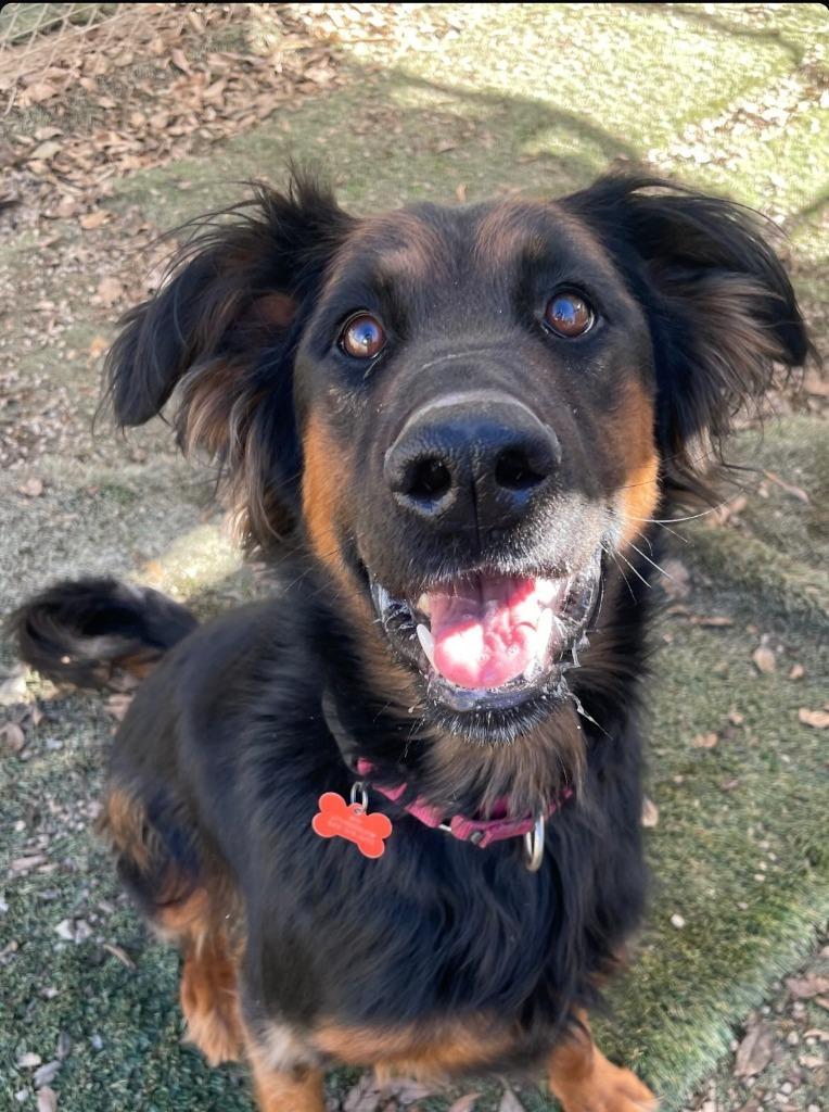 Daisy Ann - Foster or Adopt Me!, Adoptable, Adult Female German Shepherd Dog.