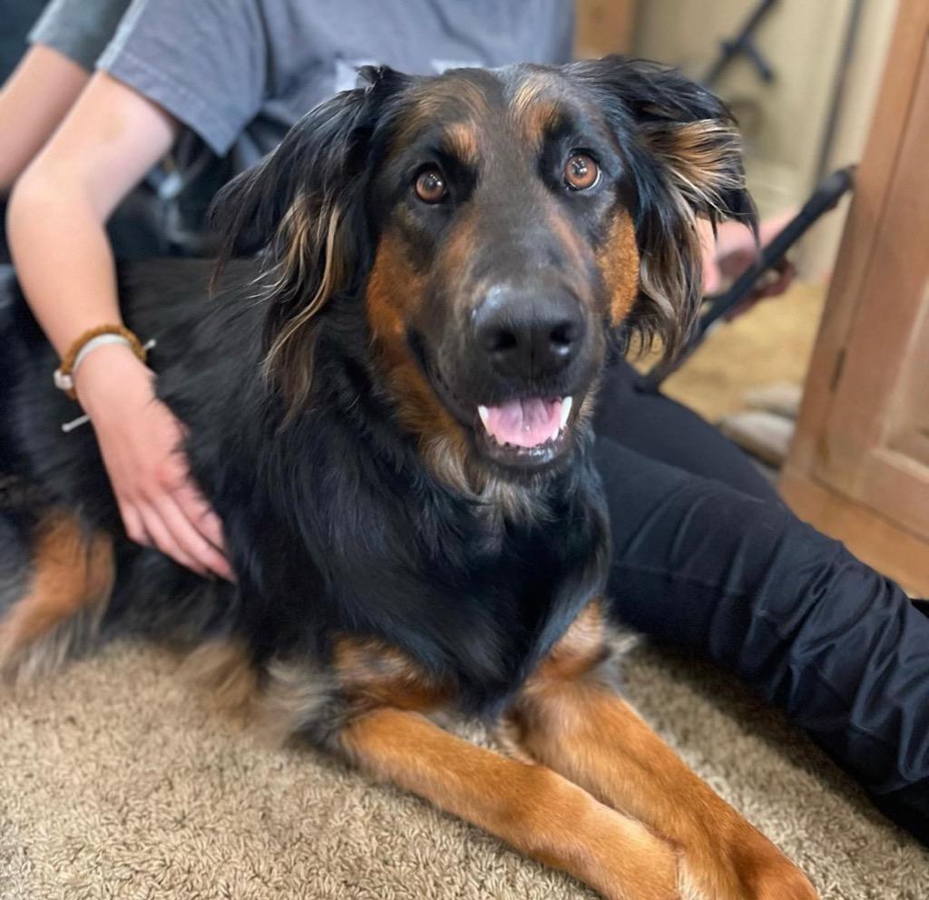 Enlarge Daisy Ann - Foster or Adopt Me!, a Adoptable mixed breed in Lake Forest, CA image 2/6