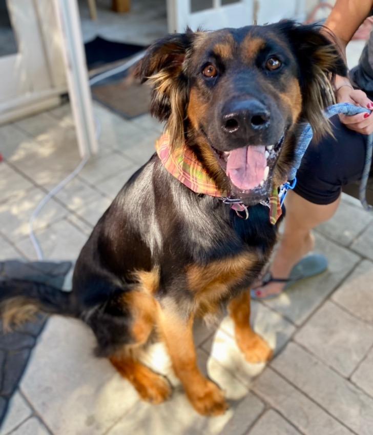 Enlarge Daisy Ann - Foster or Adopt Me!, a Adoptable mixed breed in Lake Forest, CA image 4/6