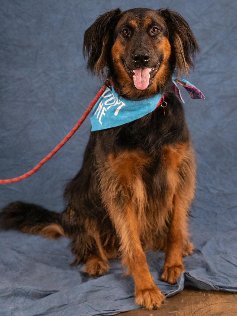 Enlarge Daisy Ann - Foster or Adopt Me!, a Adoptable mixed breed in Lake Forest, CA image 5/6