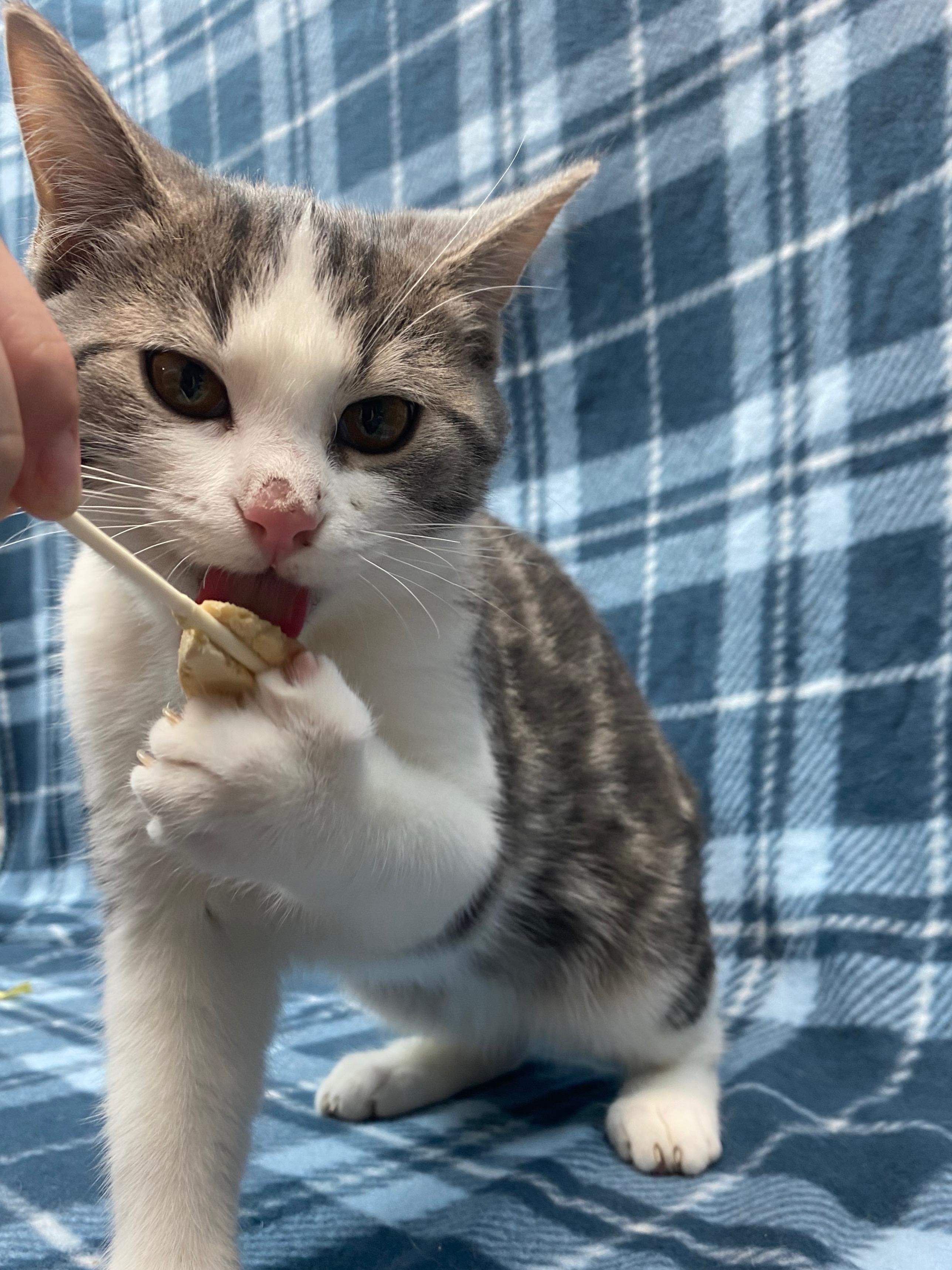 Hamnet, an adoptable Domestic Short Hair in Rock Falls, IL image 2/3