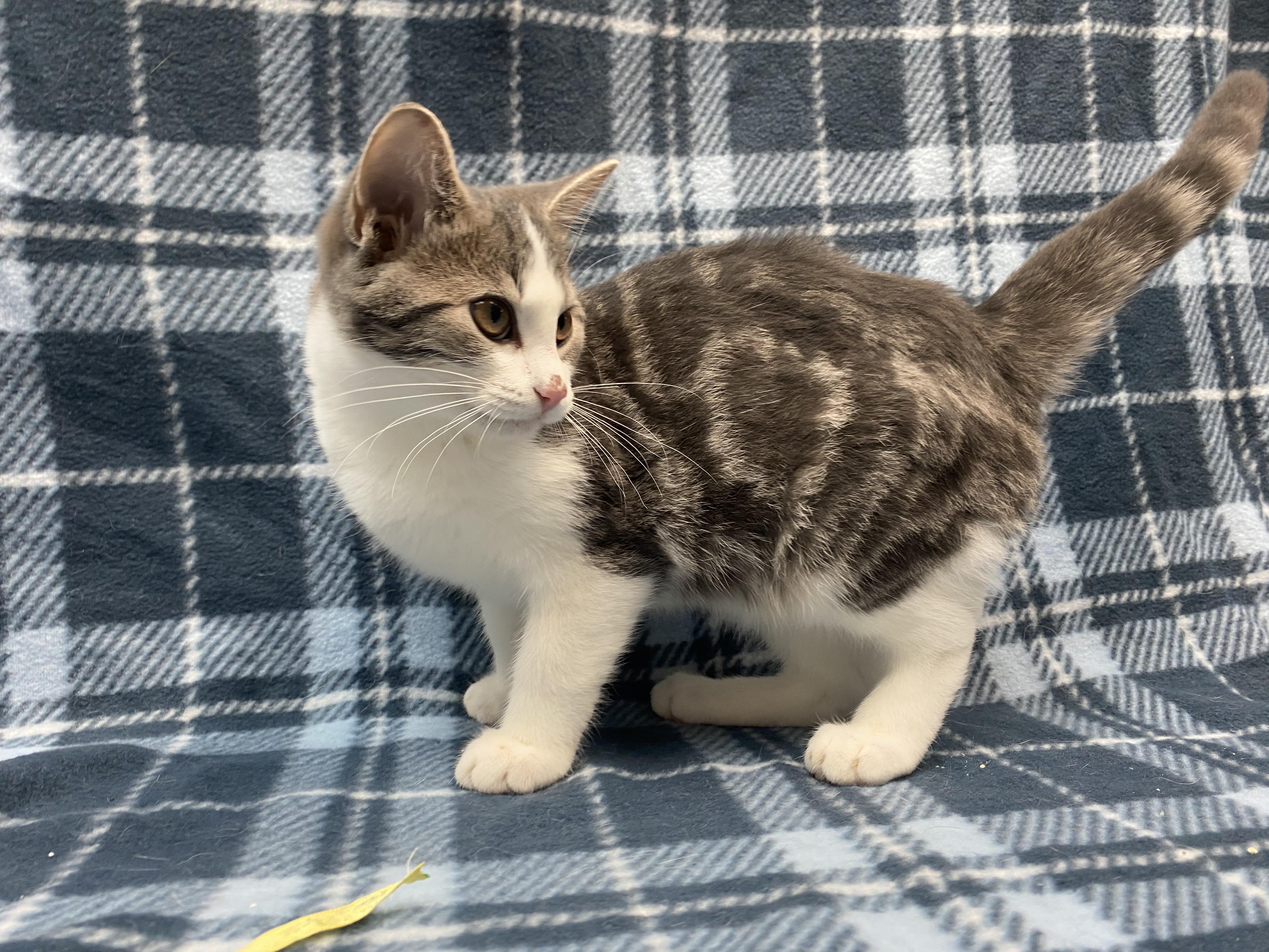 Hamnet, adoptable, Kitten Male Domestic Short Hair.