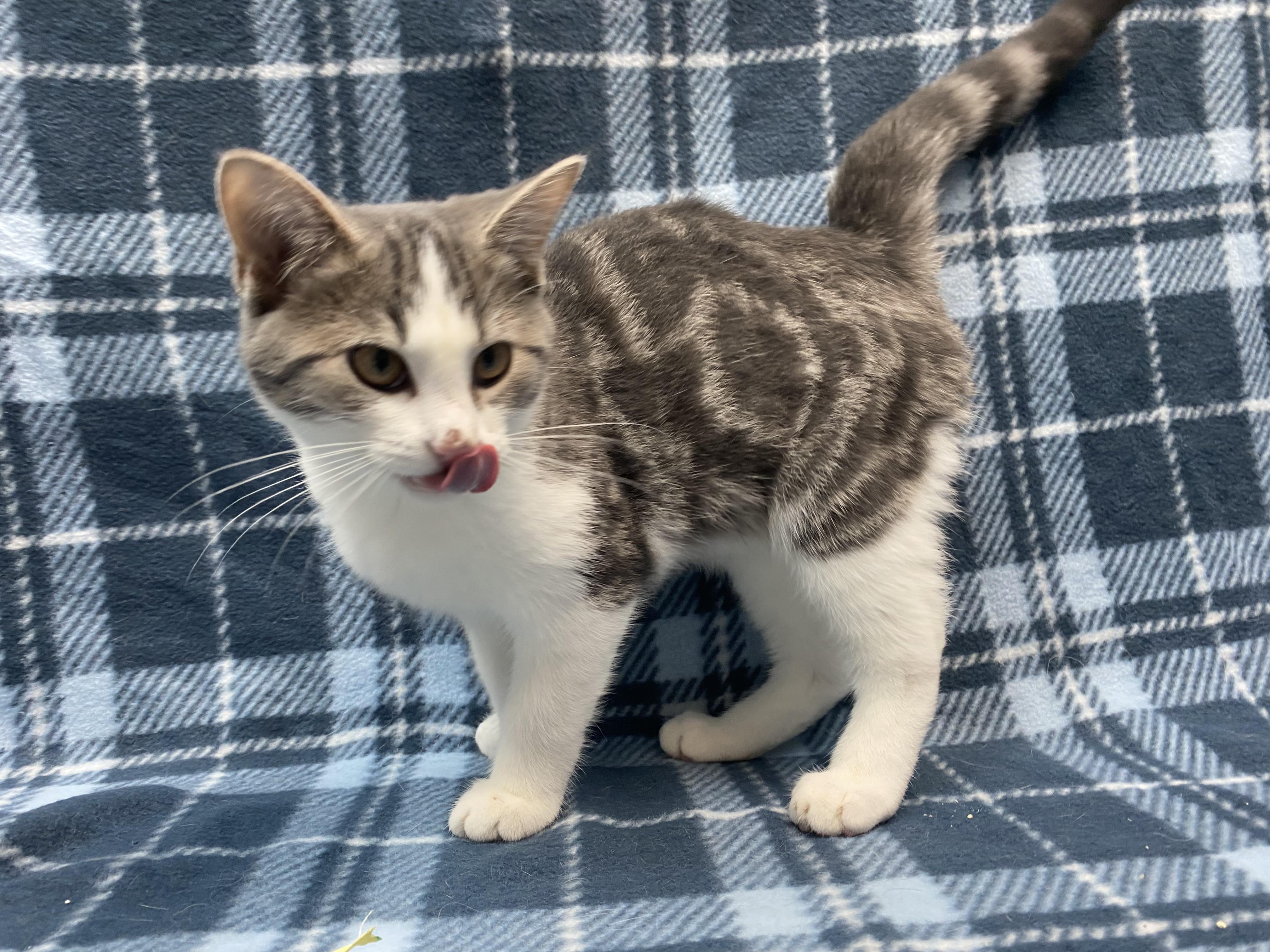 Hamnet, an adoptable Domestic Short Hair in Rock Falls, IL image 3/3