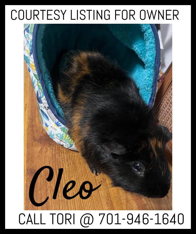 Enlarge Cleo - COURTESY LISTING FOR OWNER, a Adoptable Guinea Pig in Valley City, ND image 1/1