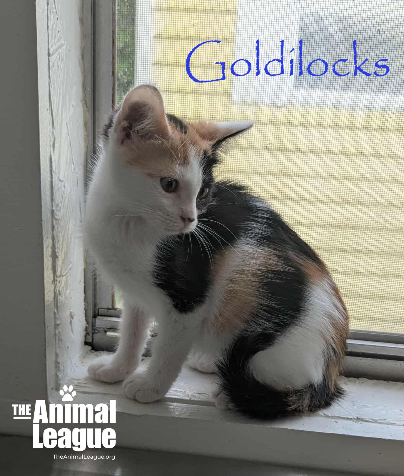 Goldilocks photo 3