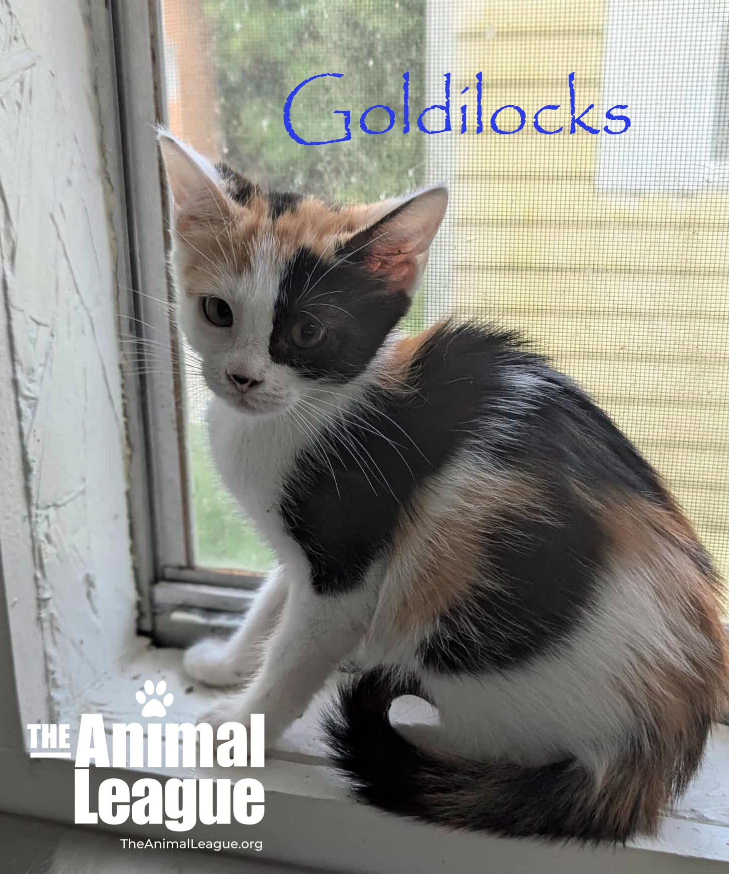 Goldilocks photo 2