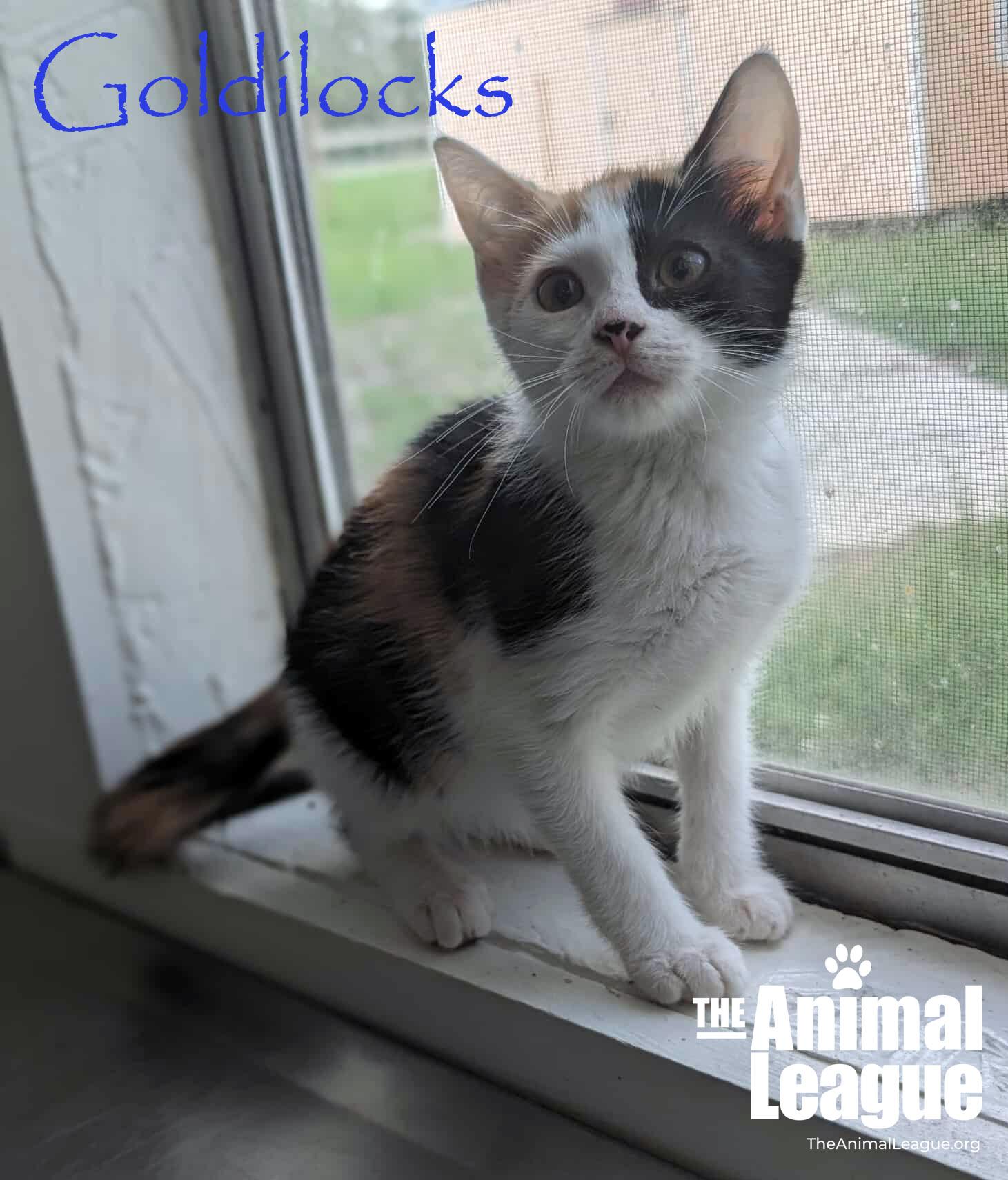 Goldilocks, Baby Female Domestic Short Hair