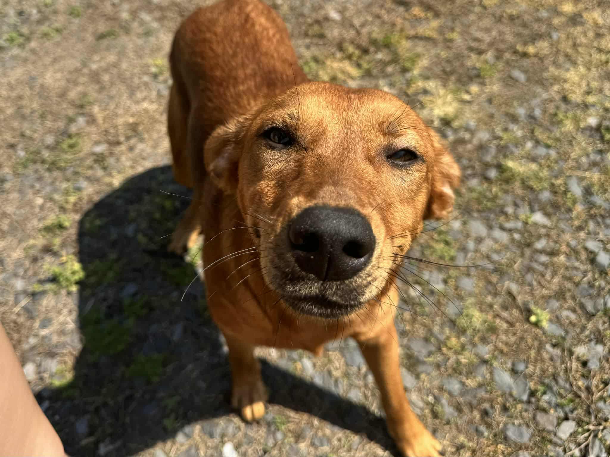 Enlarge Rotisserie Chicken, a ADOPTABLE mixed breed in Austin, AR image 1/4