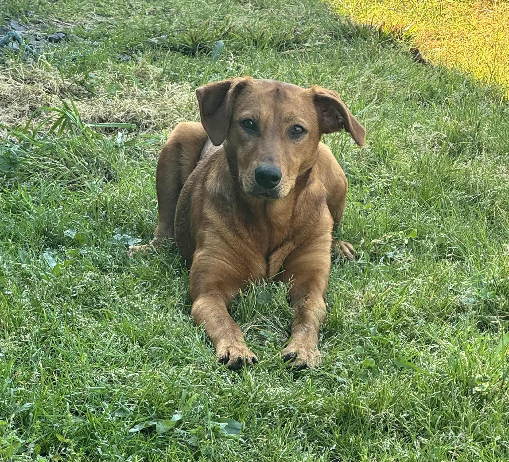 Enlarge Rotisserie Chicken, a ADOPTABLE mixed breed in Austin, AR image 4/4