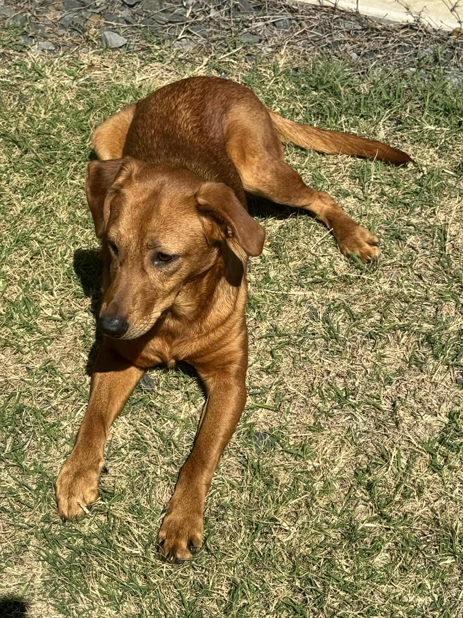 Enlarge Rotisserie Chicken, a ADOPTABLE mixed breed in Austin, AR image 3/4