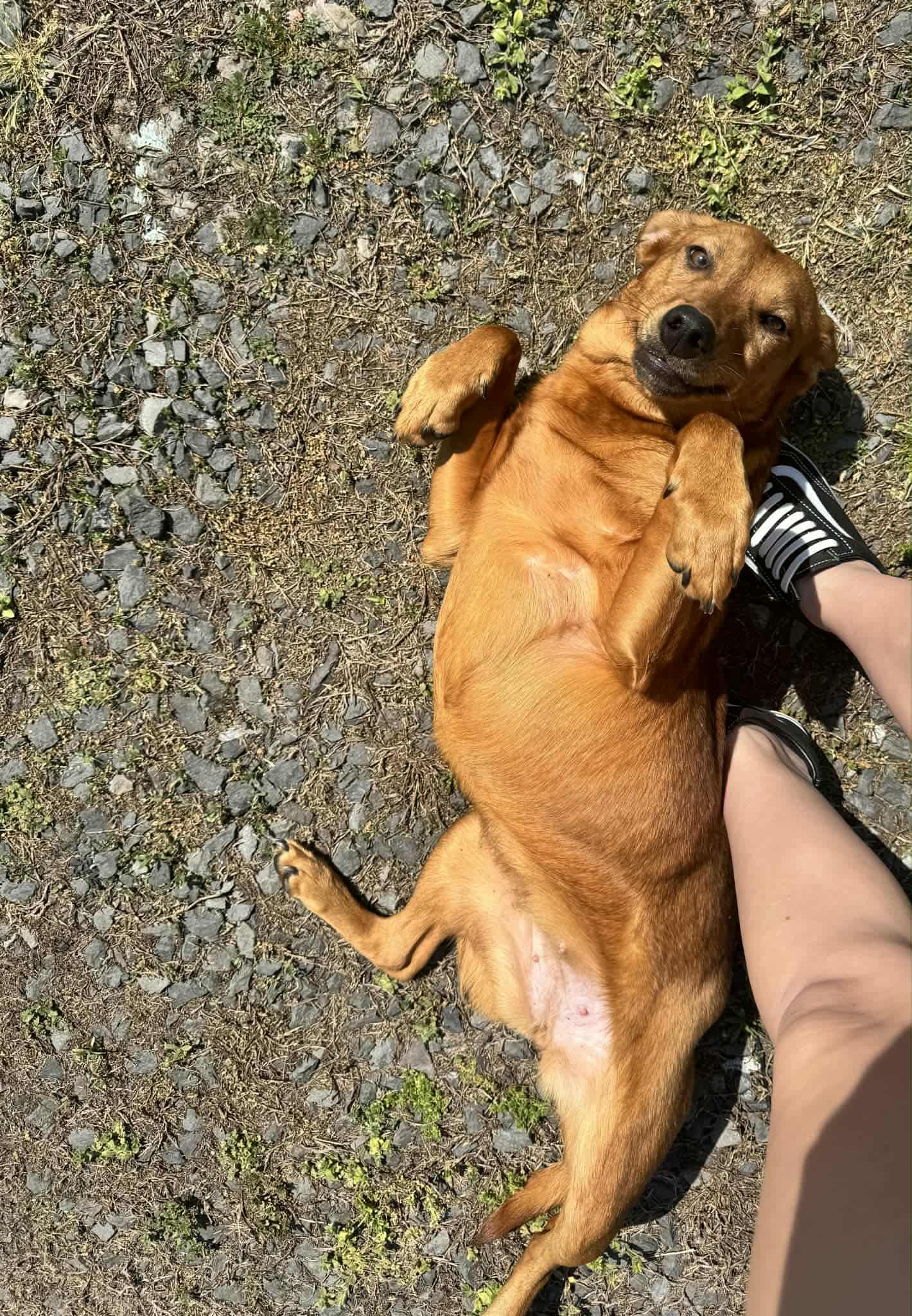 Enlarge Rotisserie Chicken, a ADOPTABLE mixed breed in Austin, AR image 2/4