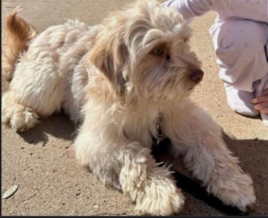 Enlarge Connor - ADOPTION IN PROCESS, a Adoptable mixed breed in Grafton, WI image 2/3