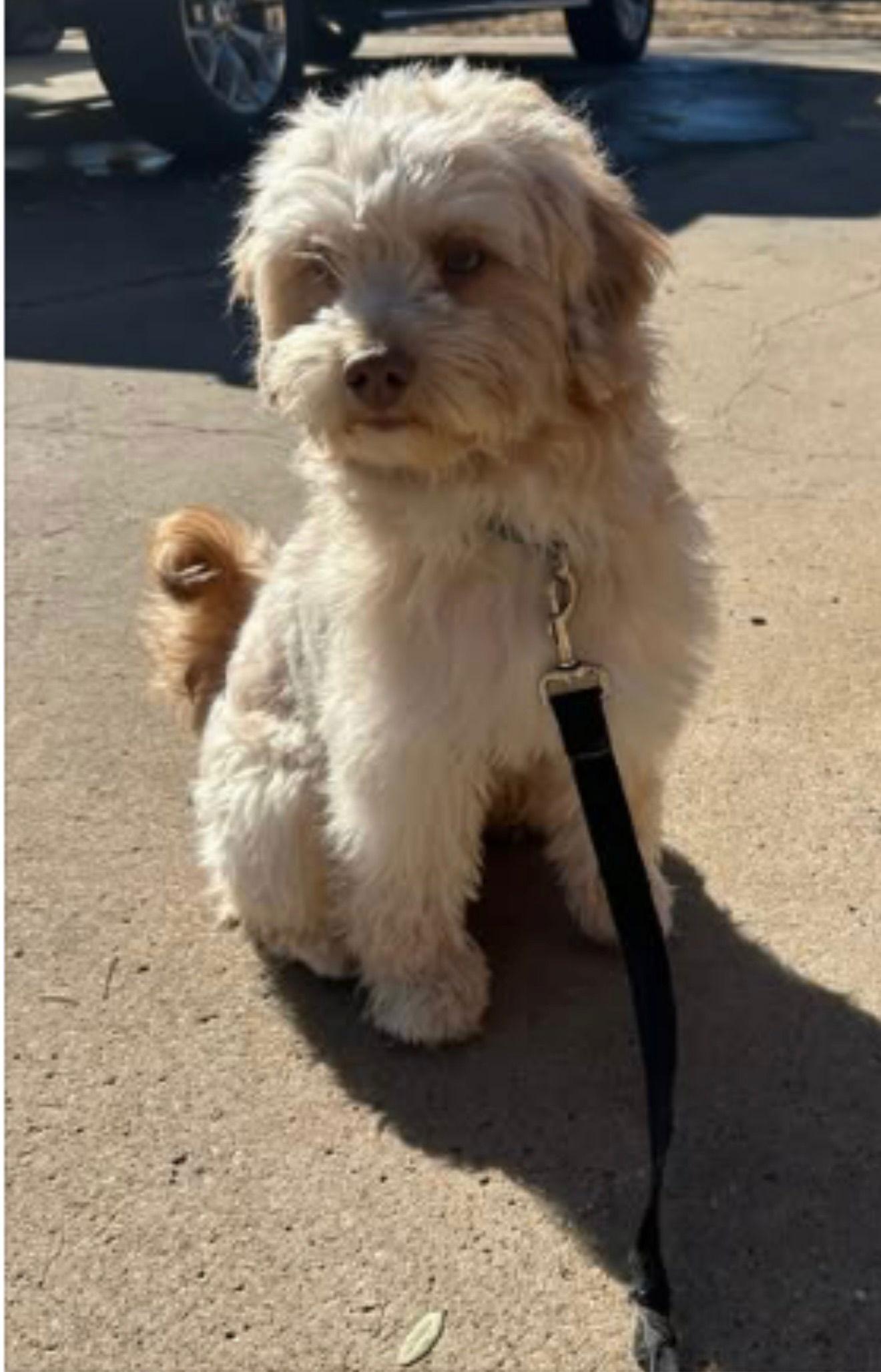 Enlarge Connor - ADOPTION IN PROCESS, a Adoptable mixed breed in Grafton, WI image 3/3