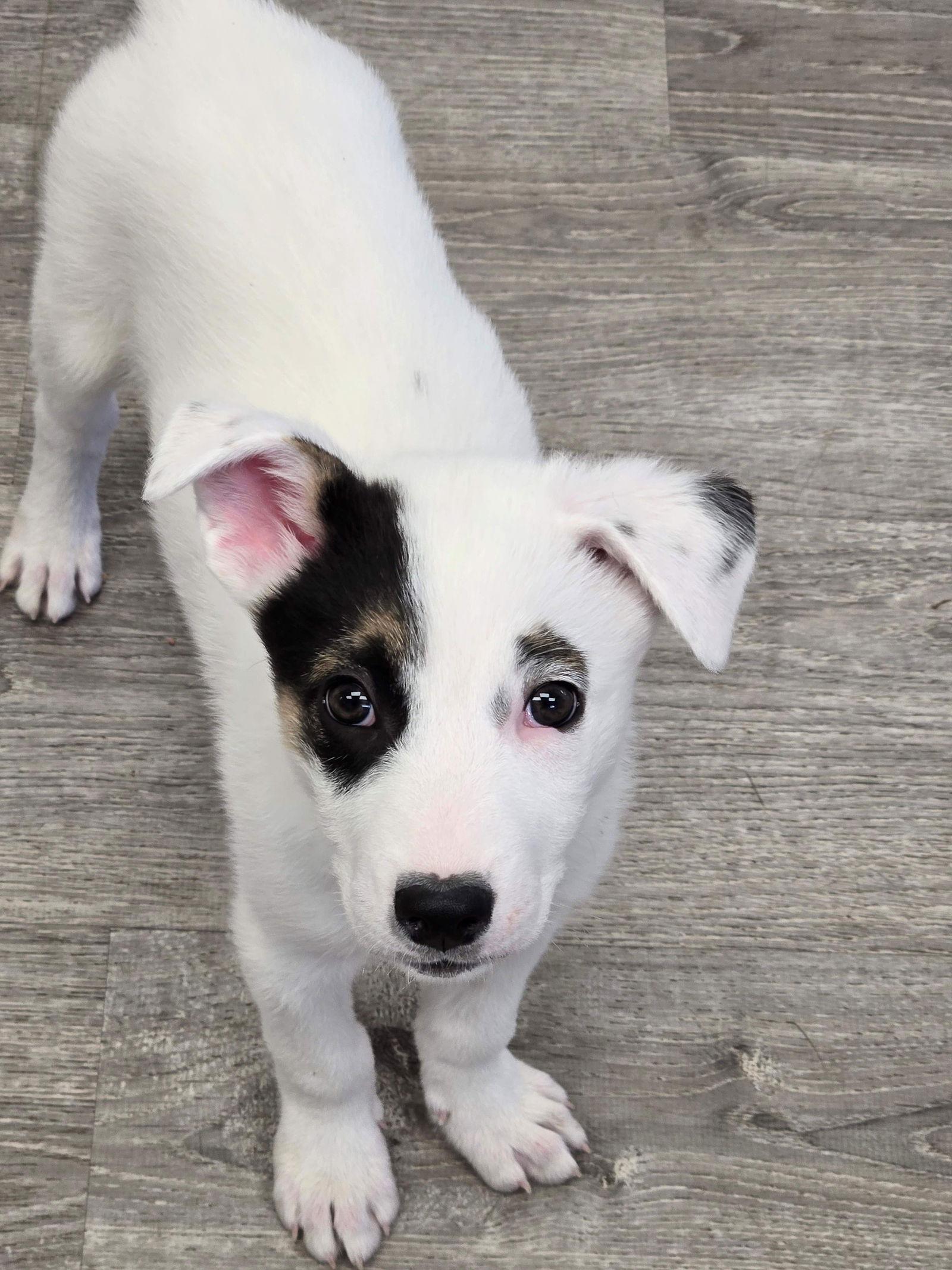 Bear, Adopted, Puppy Male Border Collie.