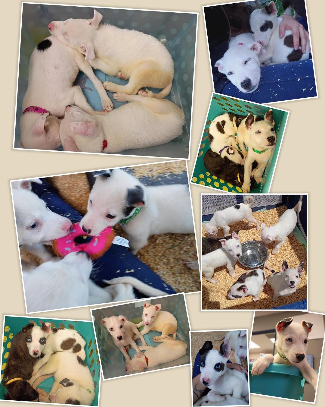 Mama Darla & Pups thumbnail 2