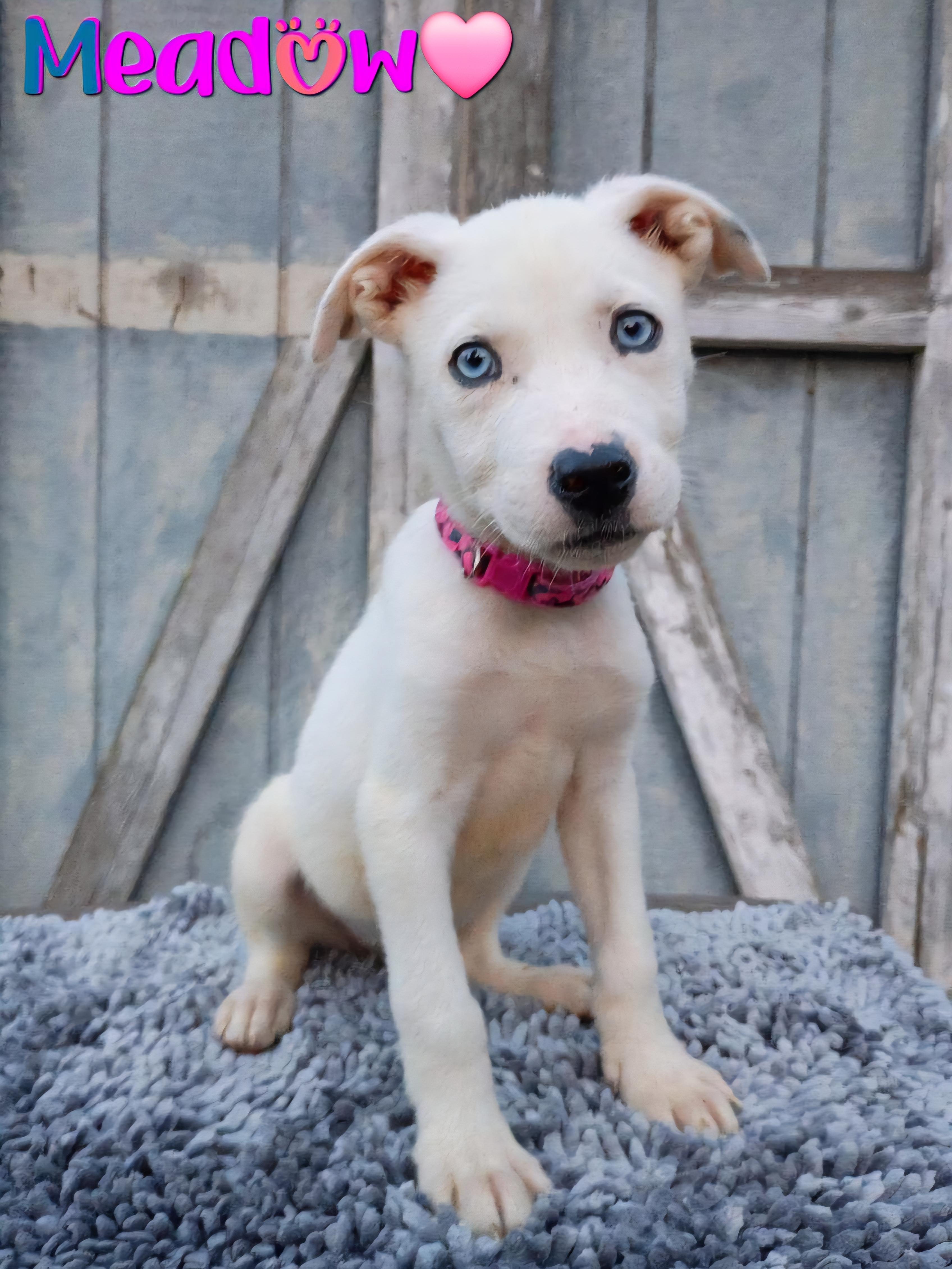 Enlarge Mama Darla & pups, a Adoptable mixed breed in Whitestone, NY image 1/6