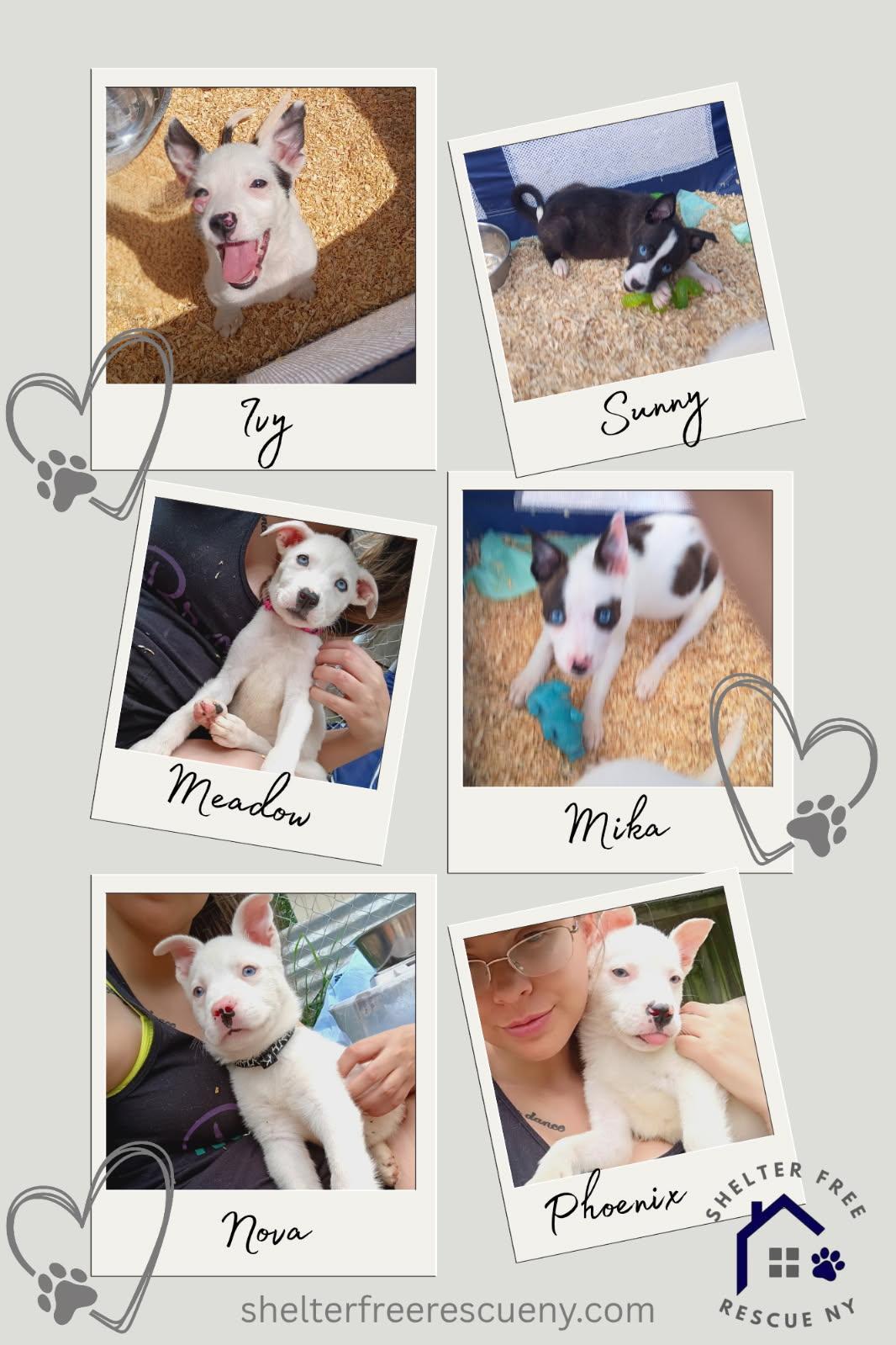Mama Darla & Pups thumbnail 3