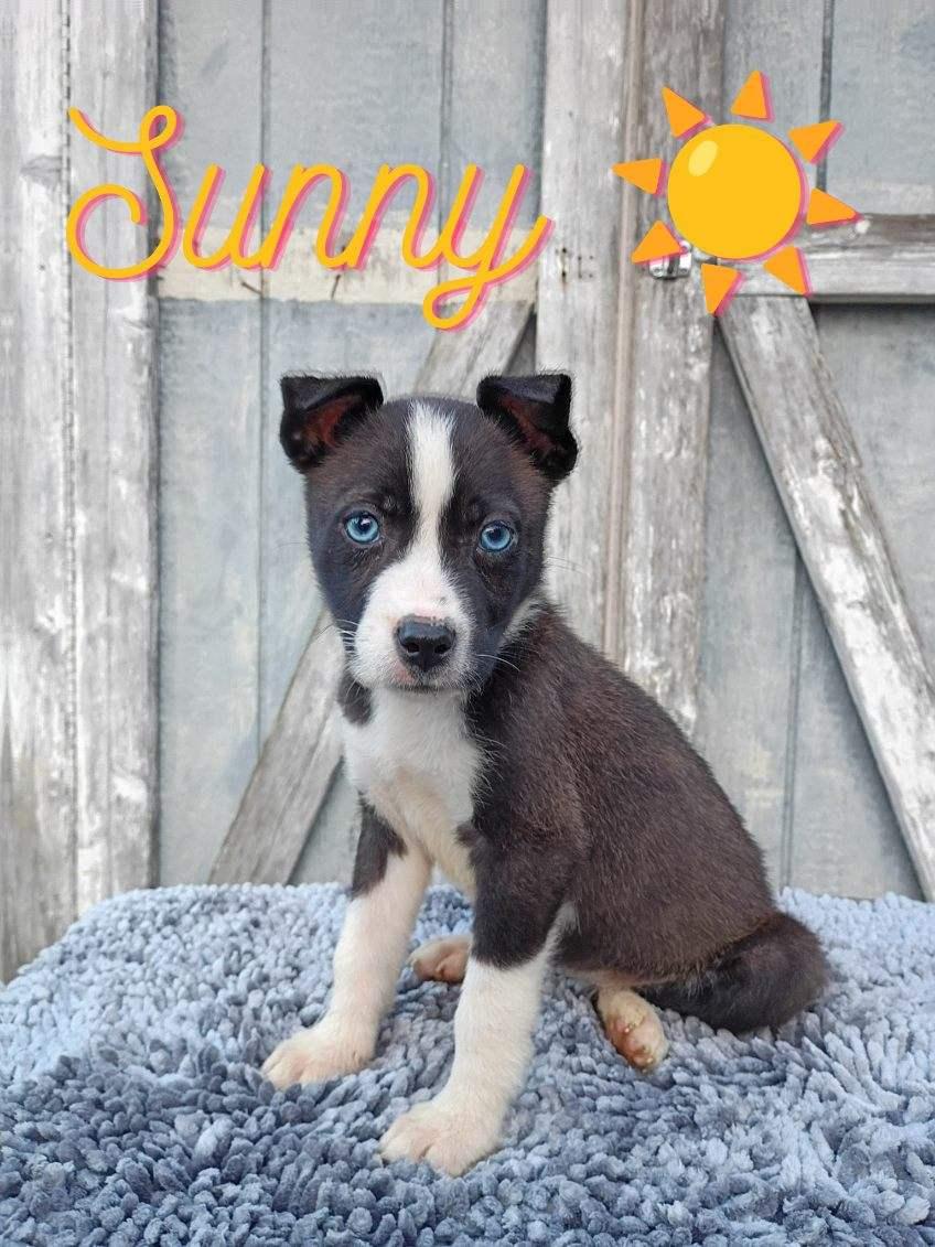 Mama Darla & Pups thumbnail 4