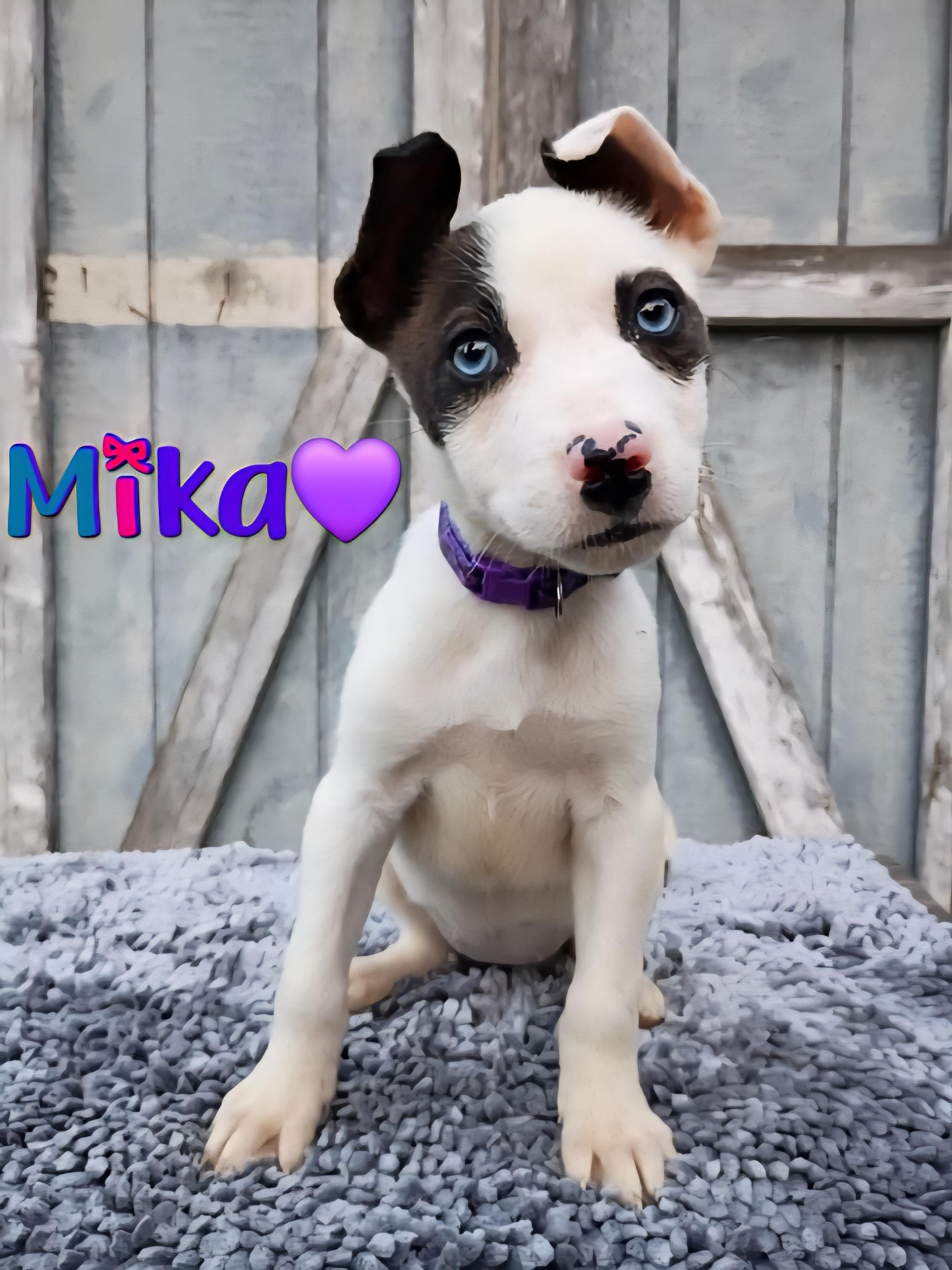 Mama Darla & Pups thumbnail 5