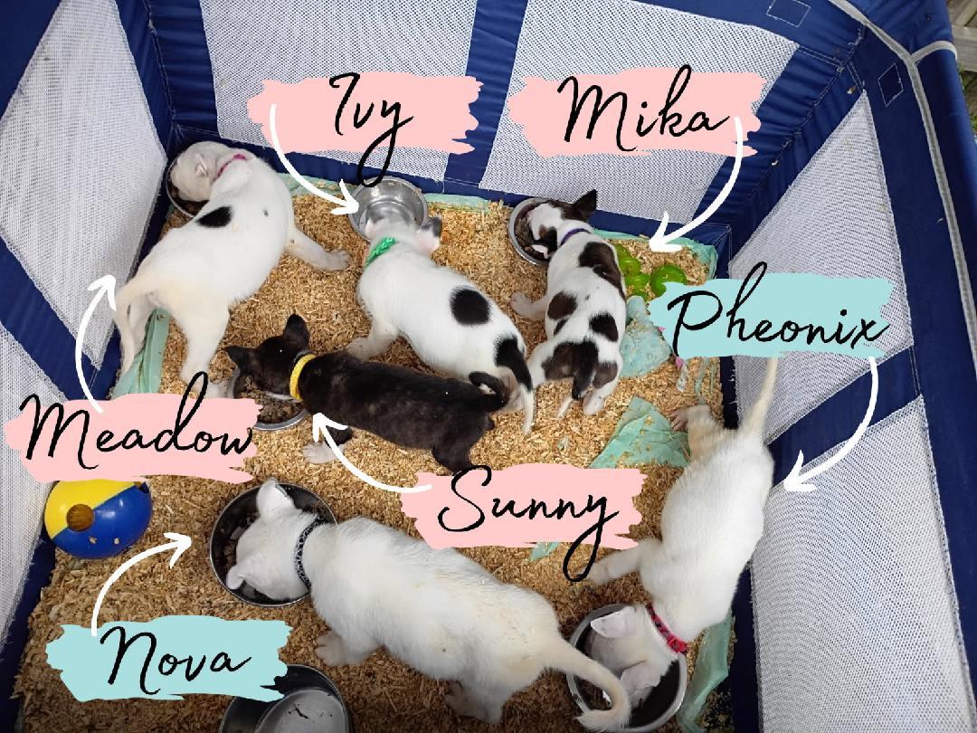 Mama Darla & Pups thumbnail 6