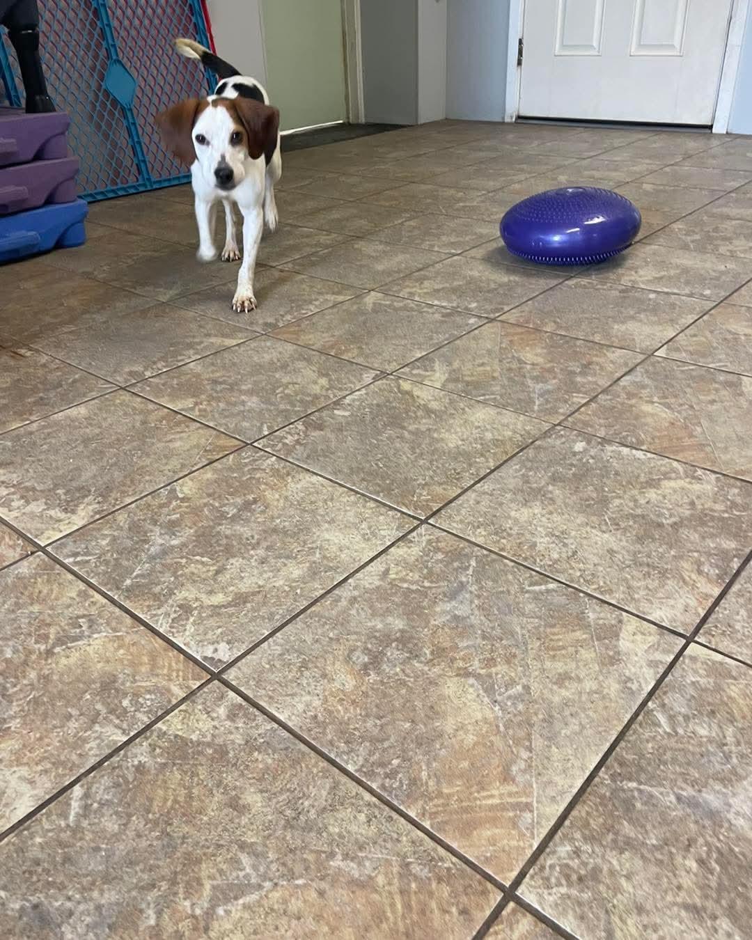 Josie, an adopted Beagle in Alburtis, PA image 6/6