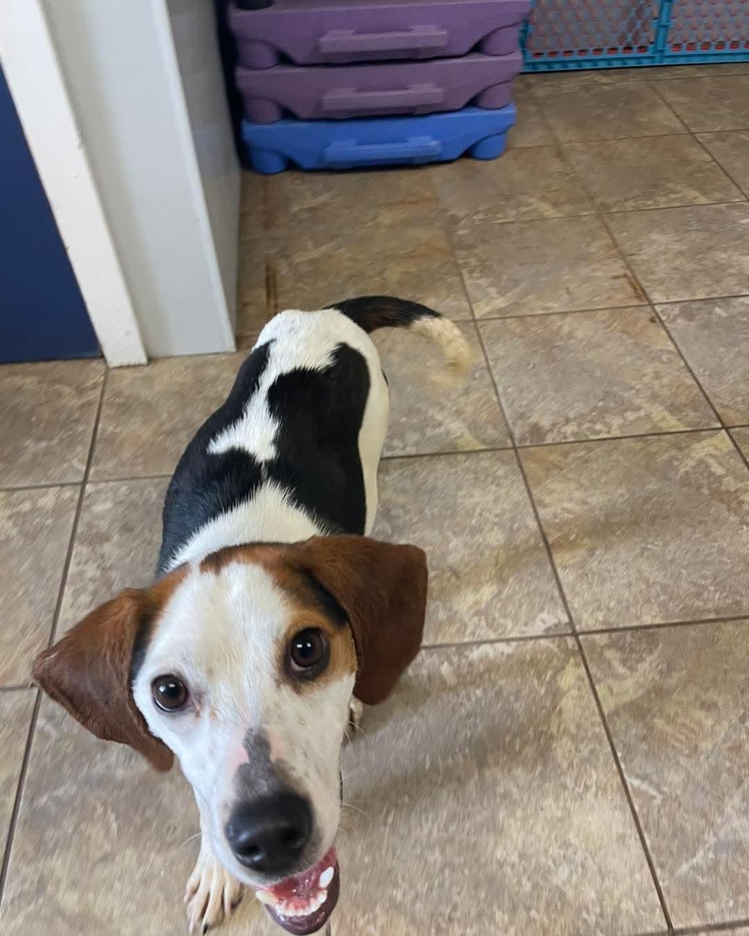 Josie, an adopted Beagle in Alburtis, PA image 3/6