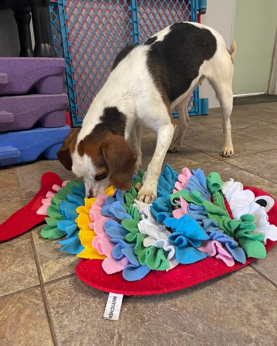 Josie, an adopted Beagle in Alburtis, PA image 4/6