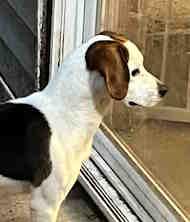 Josie, an adopted Beagle in Alburtis, PA image 1/6