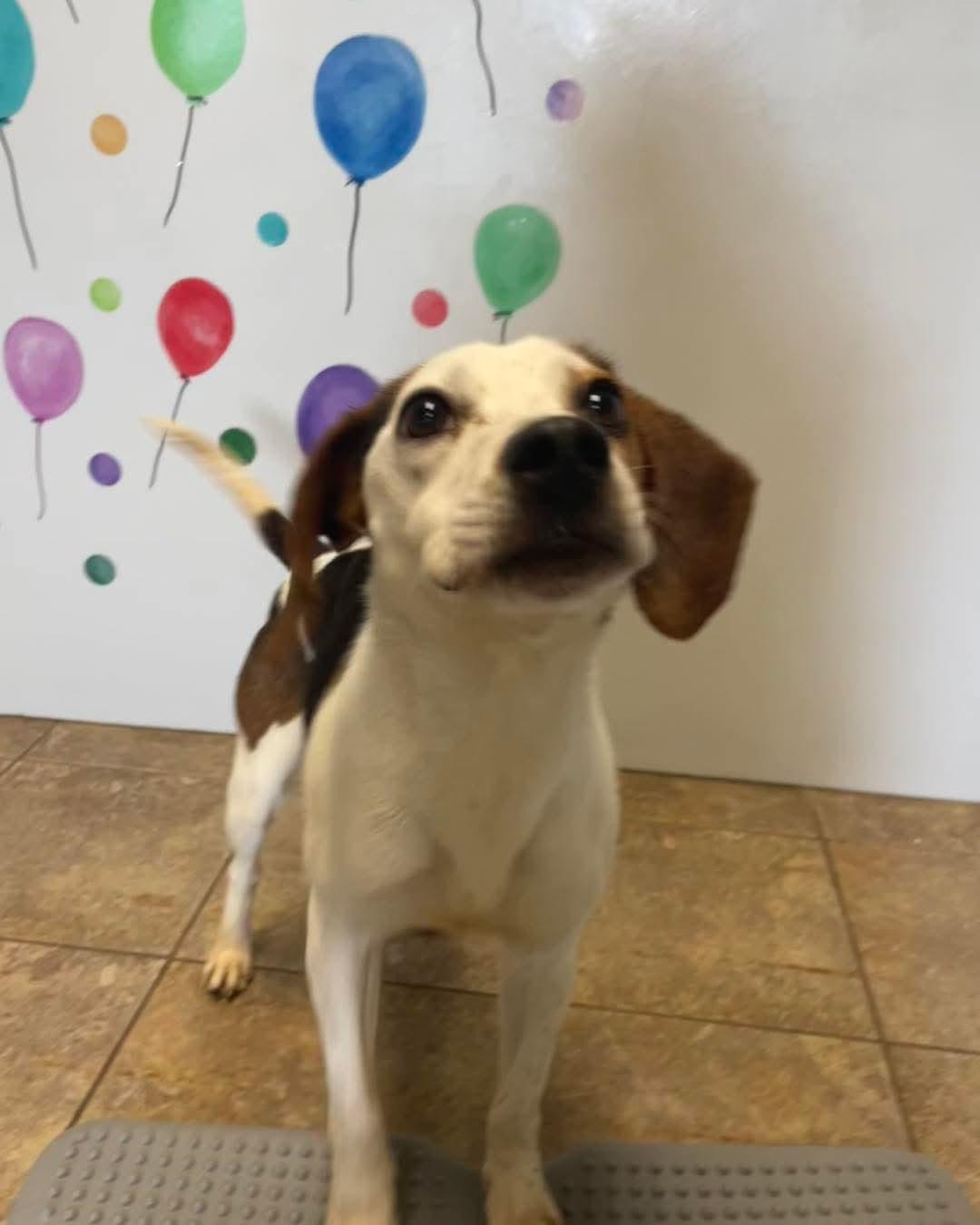Josie, an adopted Beagle in Alburtis, PA image 5/6