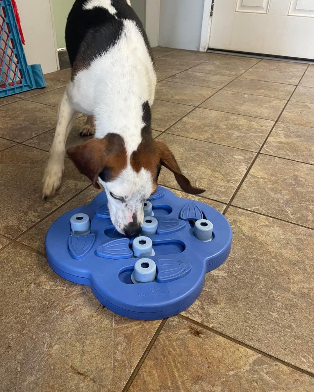 Josie, an adopted Beagle in Alburtis, PA image 2/6