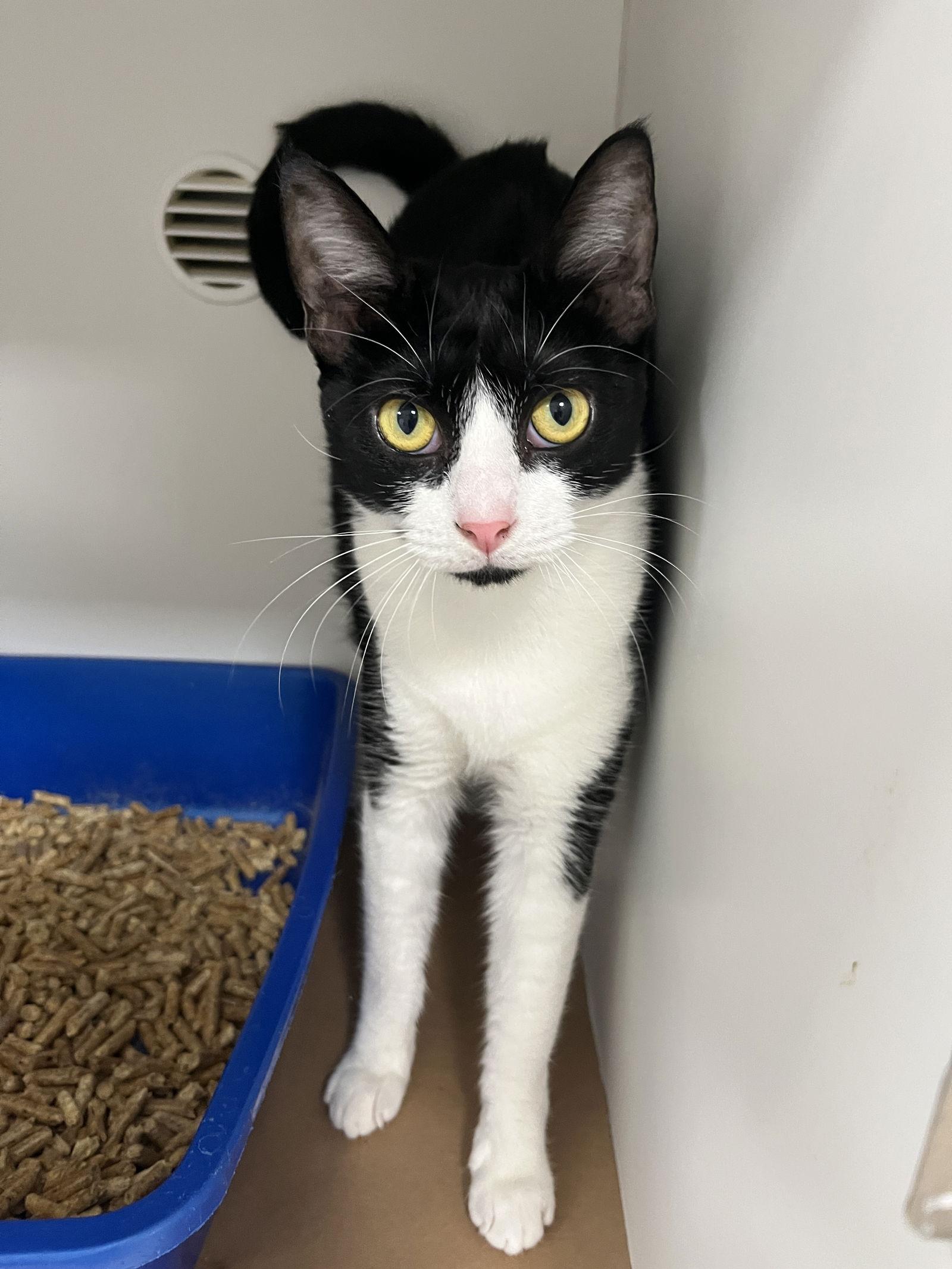 Hannah M, Adoptable, Adult Female Domestic Short Hair.