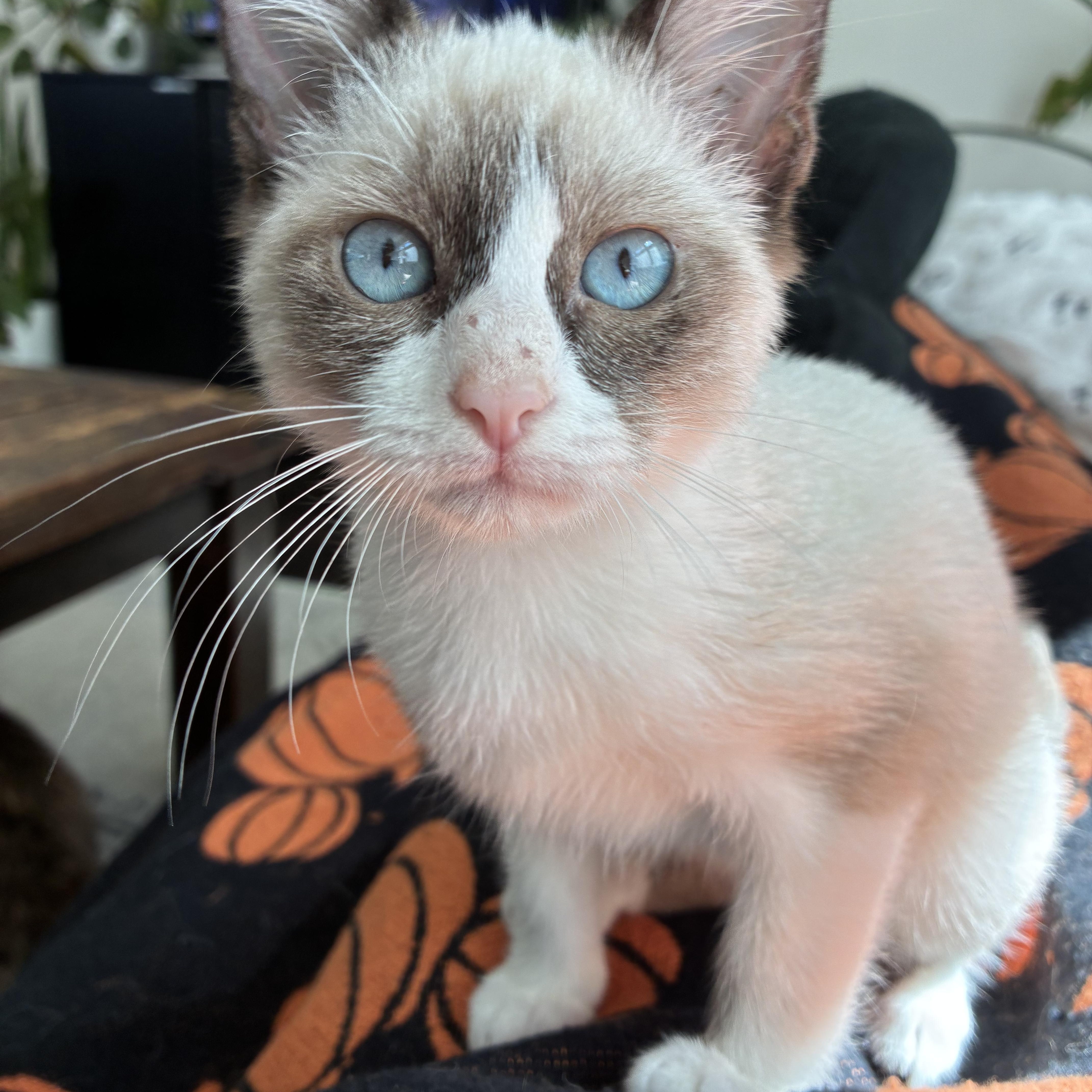 Scrum, Adoptable, Kitten Female Snowshoe & Domestic Short Hair.