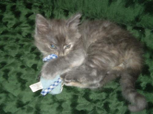 Princess, Adopted, Kitten Female Dilute Tortoiseshell.