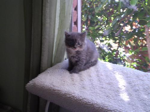Enlarge Princess, a Adopted Dilute Tortoiseshell in Houston, TX image 2/3