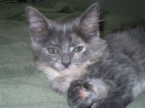 Enlarge Princess, a Adopted Dilute Tortoiseshell in Houston, TX image 3/3