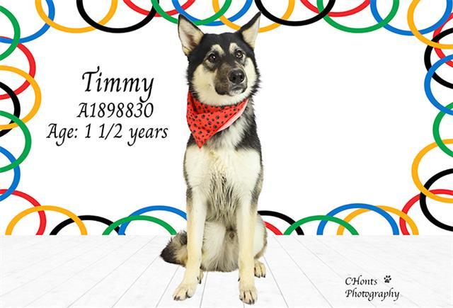 Enlarge TIMMY, a Adoptable mixed breed in Thousand Palms, CA image 1/1