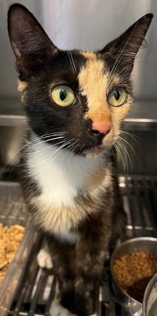 Enlarge Rainbow, a Adopted Calico in Wauchula, FL image 1/1
