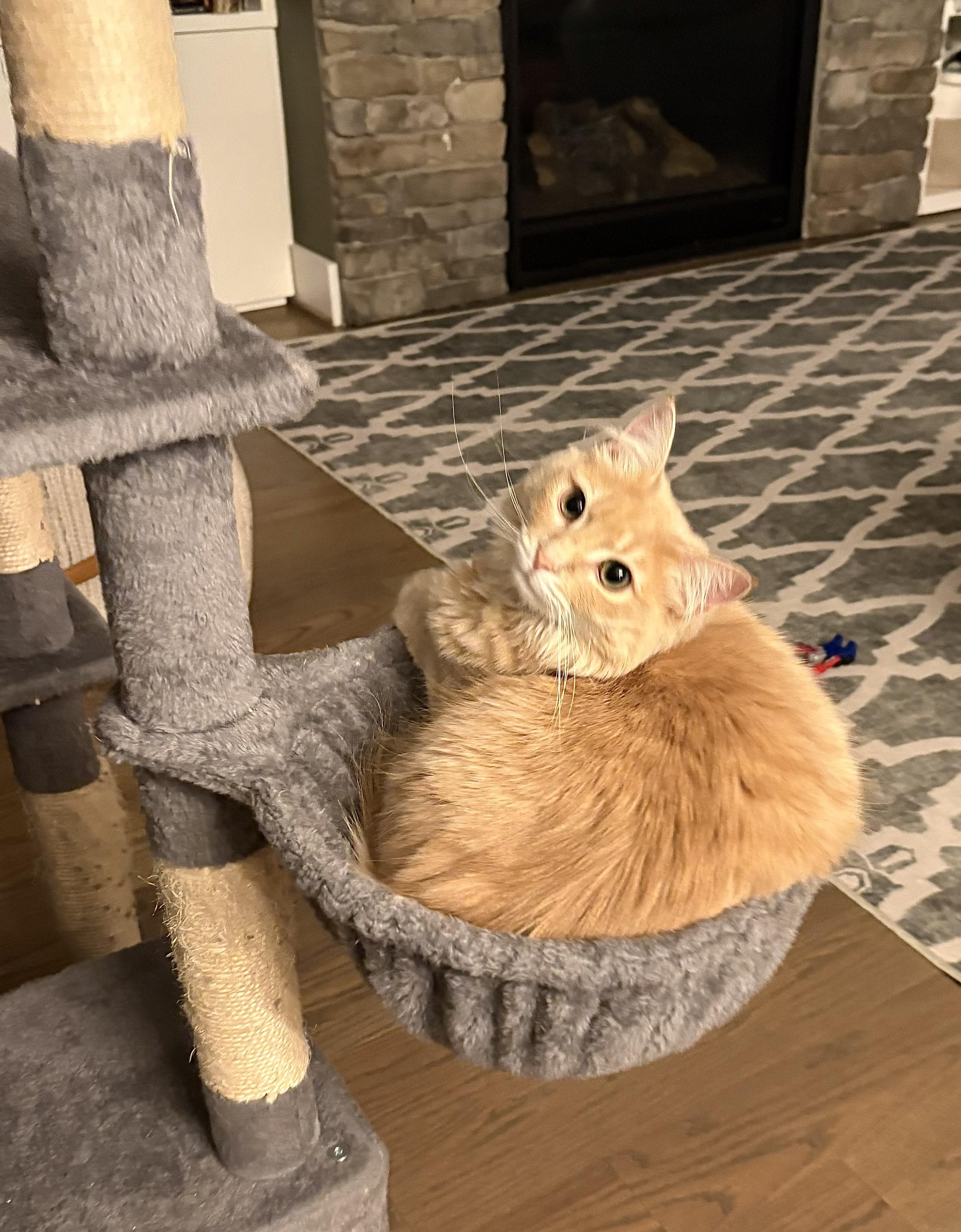 Enlarge Meet Bandit - Your Golden Boy, a Adoptable Tabby in Laurel, MD image 4/6