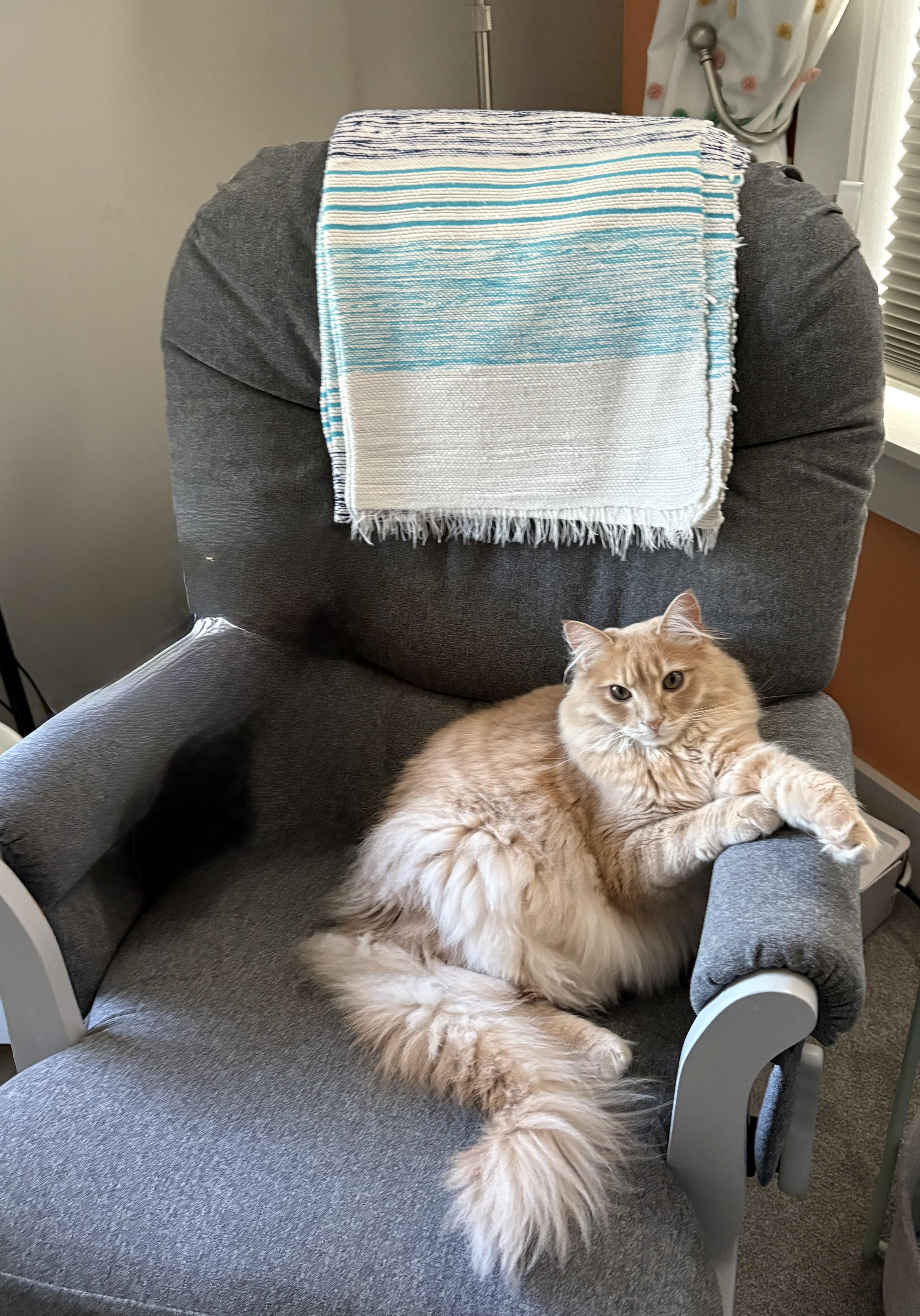 Enlarge Meet Bandit - Your Golden Boy, a Adoptable Tabby in Laurel, MD image 6/6