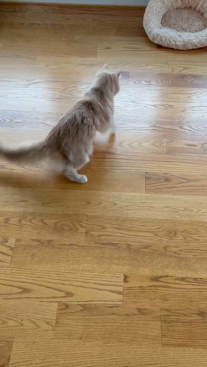 Enlarge Meet Bandit - Your Golden Boy, a Adoptable Tabby in Laurel, MD video 3/6